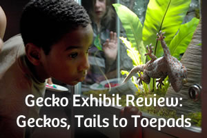 Gecko Exhibit Review: Geckos, Tails to Toepads