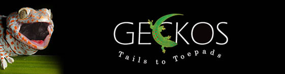geckos-tails-to-toepads geckos-tails-to-toepads