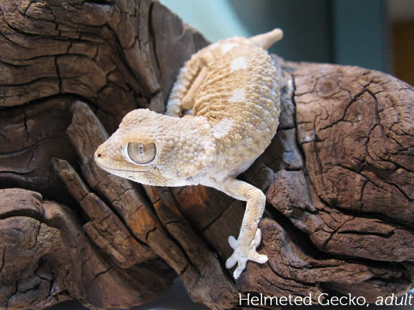 helmeted-gecko-chazalia_adult helmeted-gecko-chazalia_adult