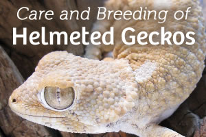 Care and Breeding of Helmeted Geckos