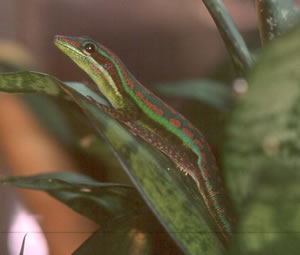 male-cepediana male-cepediana