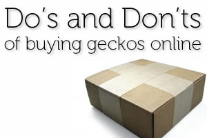 Do’s & Don’ts of Buying Geckos Online
