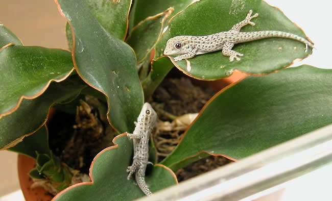 successful brevicep hatchlings successful brevicep hatchlings