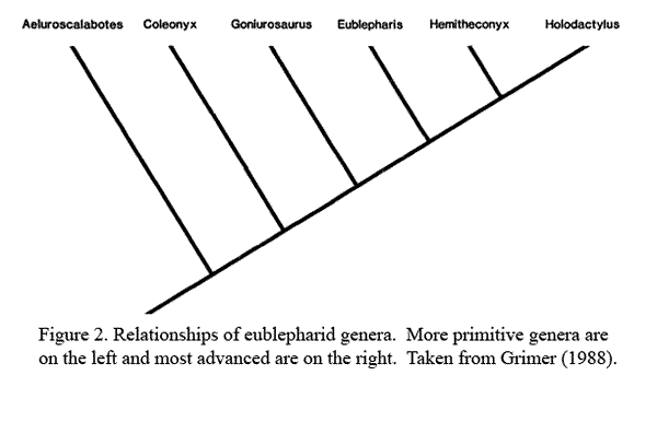 eublepharid genera relationships eublepharid genera relationships