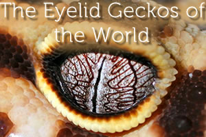 Winking Geckos: The Eyelid Geckos of the World
