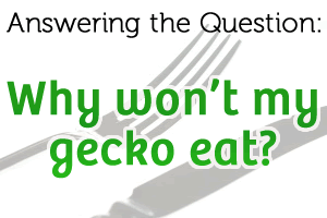 My Gecko is Not Eating: Why and How to Fix it