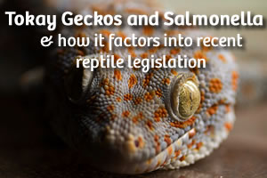 Recent study on Tokay Geckos and Salmonella
