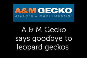 A&M Geckos says Goodbye to Leopard Geckos