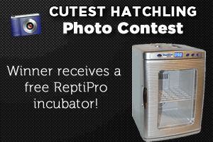 Cutest Gecko Hatchling Photo Contest: Enter Now