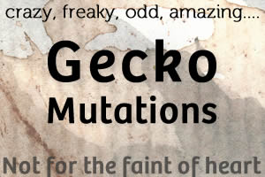 12 Gecko Mutations