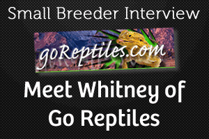 Small Breeder Interview: Meet Whitney of GoReptiles