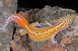redstripe-am-gecko redstripe-am-gecko
