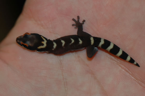 Australian Velvet Gecko
