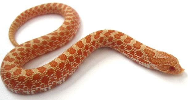 Western Hognose Snake Albino, Hognose Snake