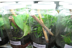 1Gallon-Gecko-Cages Gecko Cages