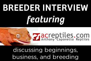 Breeder Interview: Anthony Caponetto of ACReptiles.com