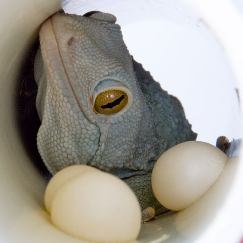 MaleTokayGuardingEggs MaleTokayGuardingEggs