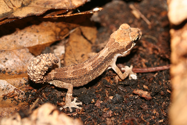 Paroedura androyensis Paroedura androyensis