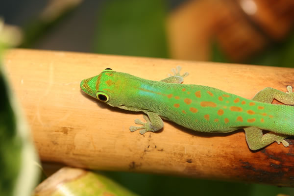 Phelsuma v-nigra pasteuri Phelsuma v-nigra pasteuri