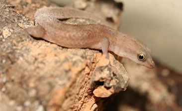 Male Sphaerodactylus roosevelti Male Sphaerodactylus roosevelti