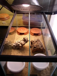 australian-gecko-cage Cage for raising small Australian geckos.