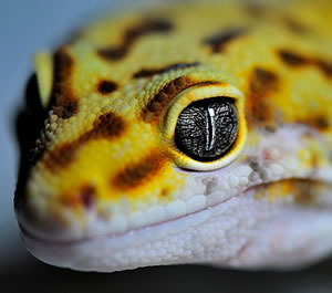leopard-gecko-head leopard-gecko-head