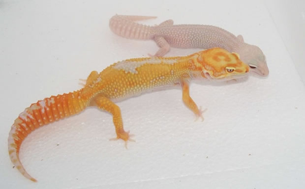 leopard-gecko-pair leopard-gecko-pair