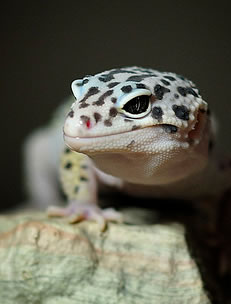 mack-snow-leopard-gecko mack-snow-leopard-gecko