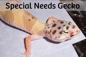 Sela: A Story of a Special Needs Gecko