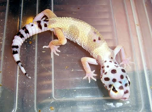 swollen-gecko-eye swollen-gecko-eye