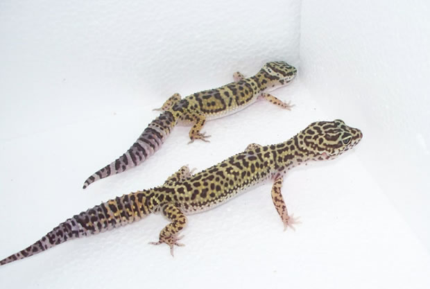pet gecko types
