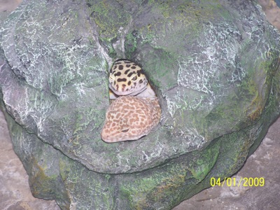 breeding leopard geckos breeding leopard geckos