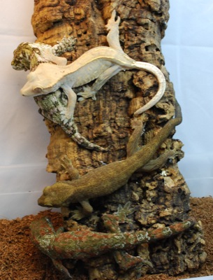 Rhacodactylus species Rhacodactylus species