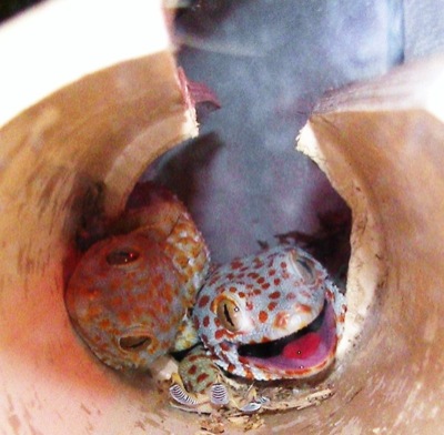 tokay geckos tokay geckos