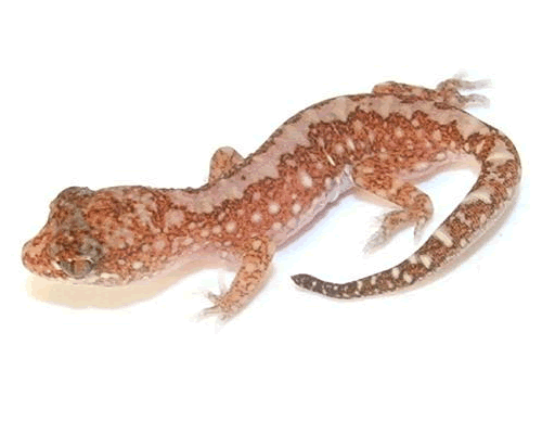 D.damaeus