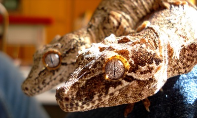 gargoyle gecko gargoyle gecko