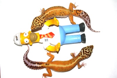 leopard geckos and simpson leopard geckos and simpson