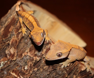 ciliatus crested geckos ciliatus crested geckos