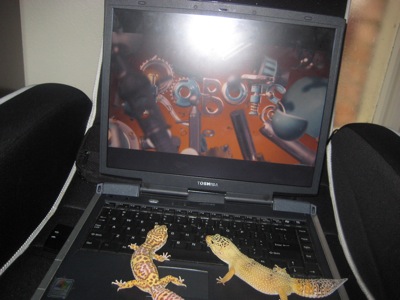 leopard geckos on laptop leopard geckos on laptop