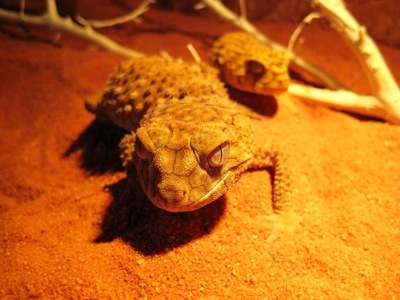 amyae amyae
