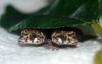 viper geckos viper geckos