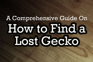 Find an Escaped Gecko