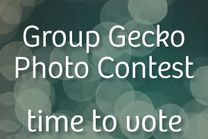 Vote Now: Group Gecko Photo Contest