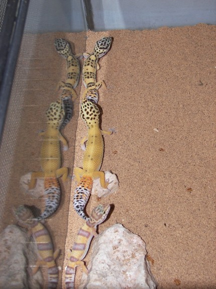leopard geckos leopard geckos