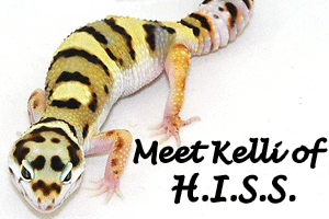 Interview with Kelli Hammack of H.I.S.S. and GeckoForums.net