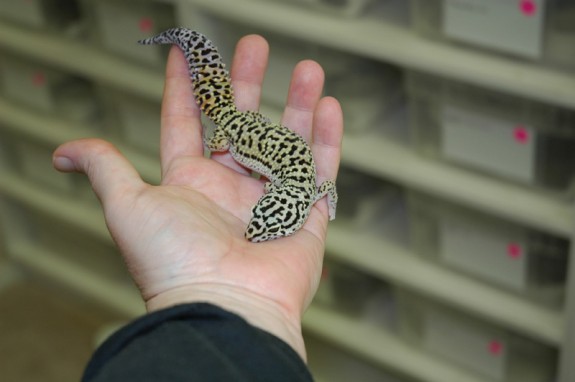 Adult female Afghan leopard gecko Adult female Afghan leopard gecko