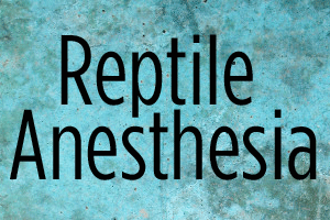 A Lesson in Reptile Anesthesia