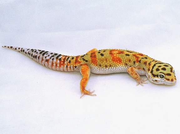 hiss tangerine leopard gecko hiss tangerine leopard gecko