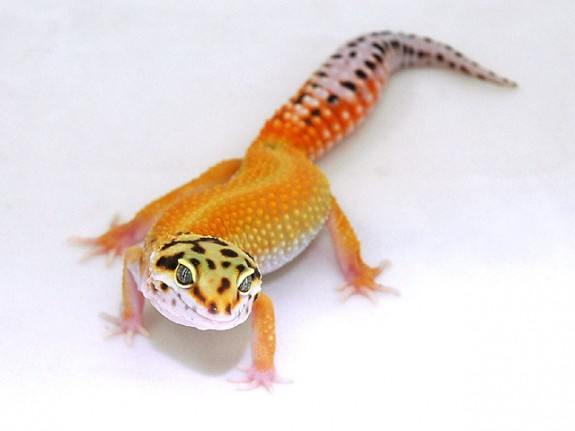 Red stripe leopard gecko Red stripe leopard gecko