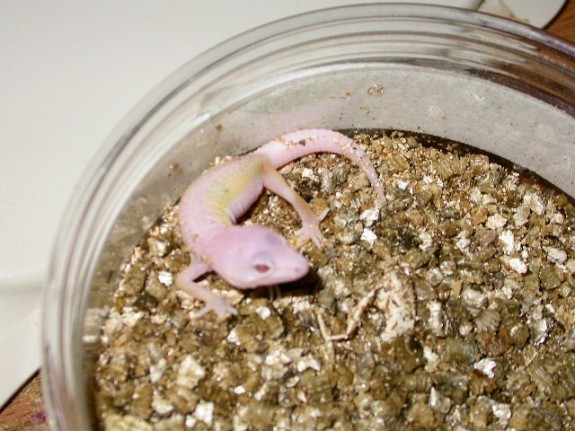 World's First Bell Blazing Leopard Gecko World's First Bell Blazing Leopard Gecko
